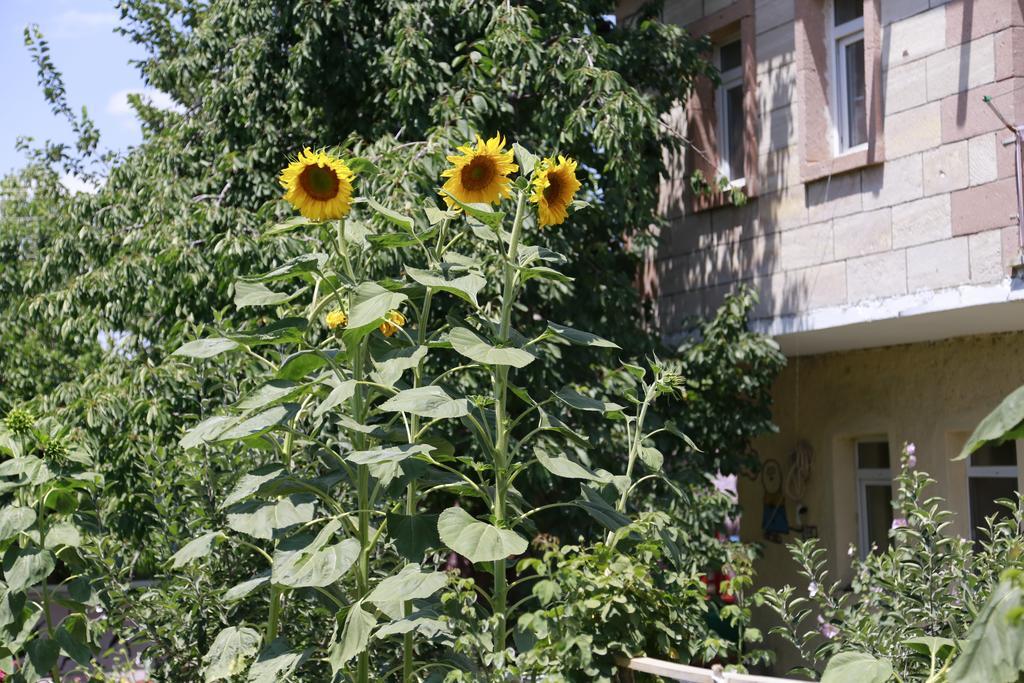 Garden Of Cappadocia Lejlighed Uçhisar Eksteriør billede